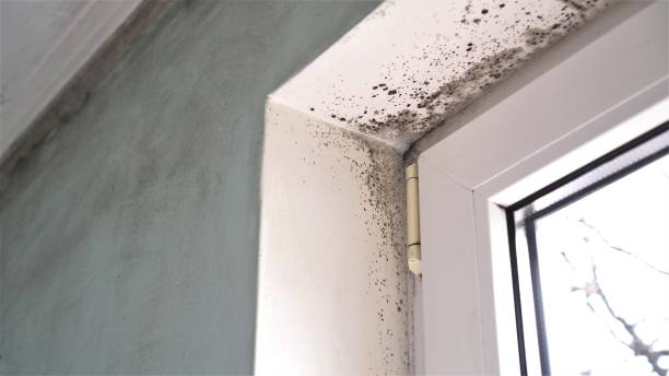 Why You Should Choose Our Mold Remediation Services in Berrien Springs, MI